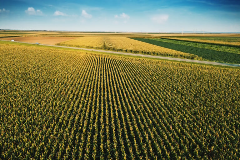 Día de campo