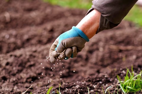 Cultivo de papa