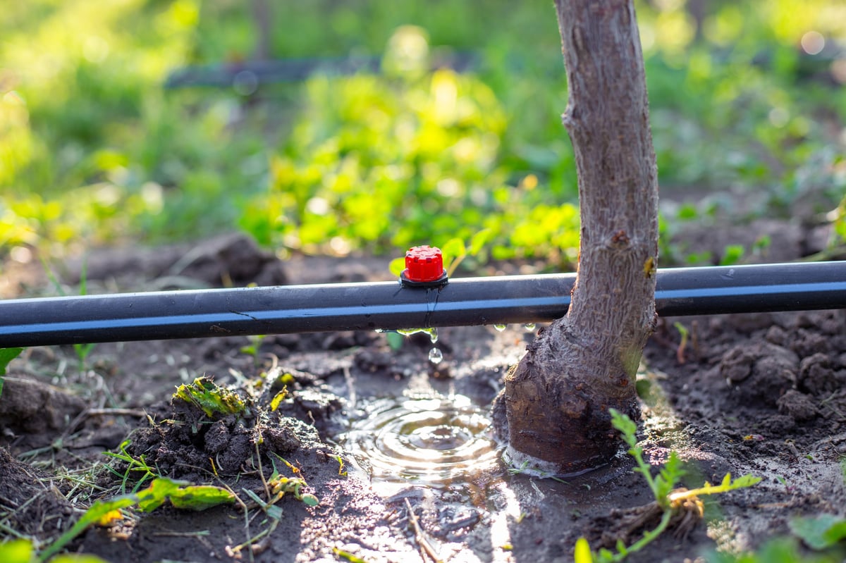 Drip irrigation tubes on the ground from which water drips, watering young tree seedlings.