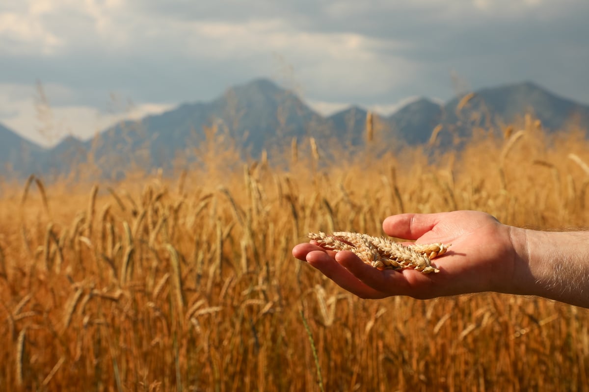 Golden wheat ears held in a farmer’s hand, with a wheat field and the Alpine mountains in the background. Symbol of harvest, agriculture, and rural life. Part of the “Agriculture” series.