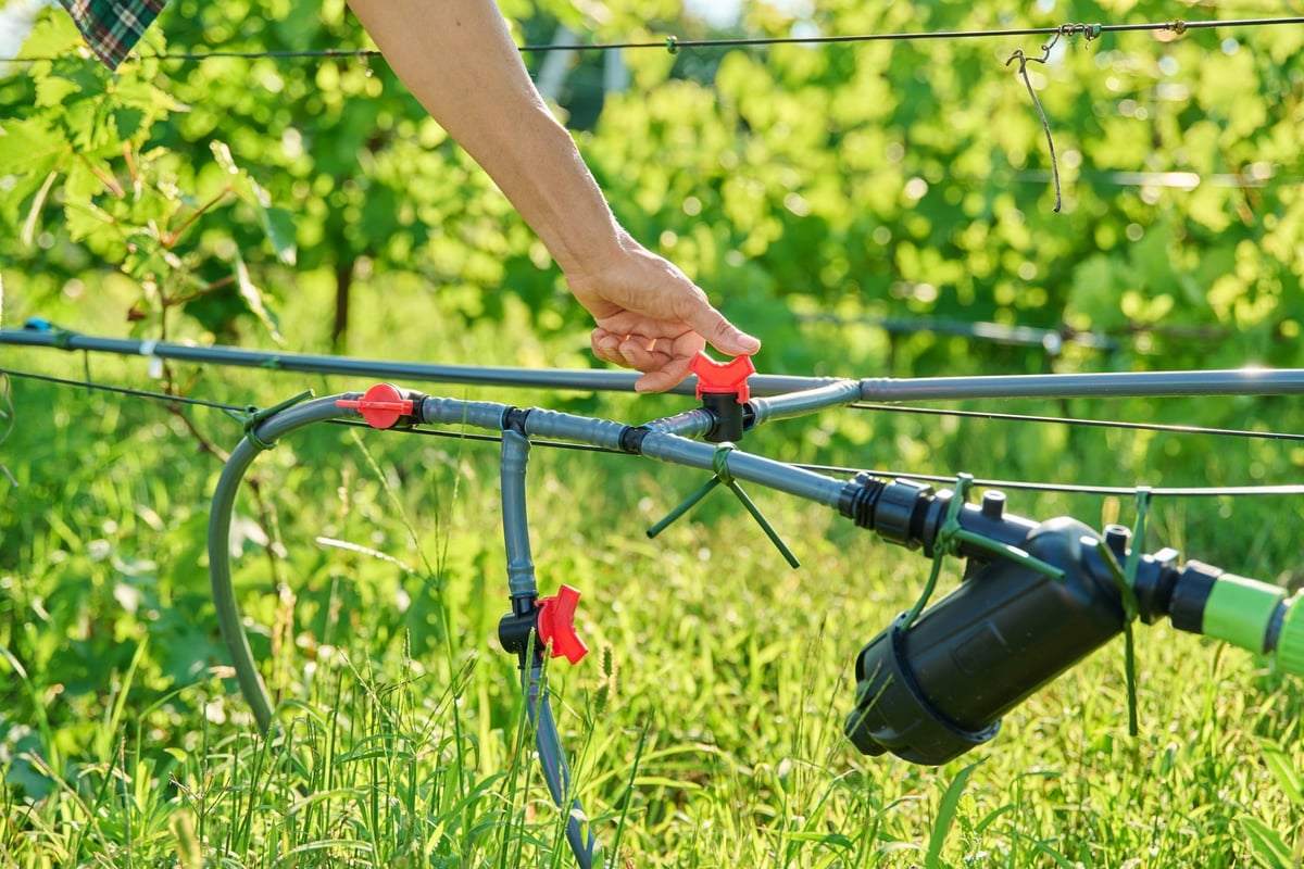 Close-up of drip irrigation in a vineyard. Agriculture, viticulture, irrigation technologies concept