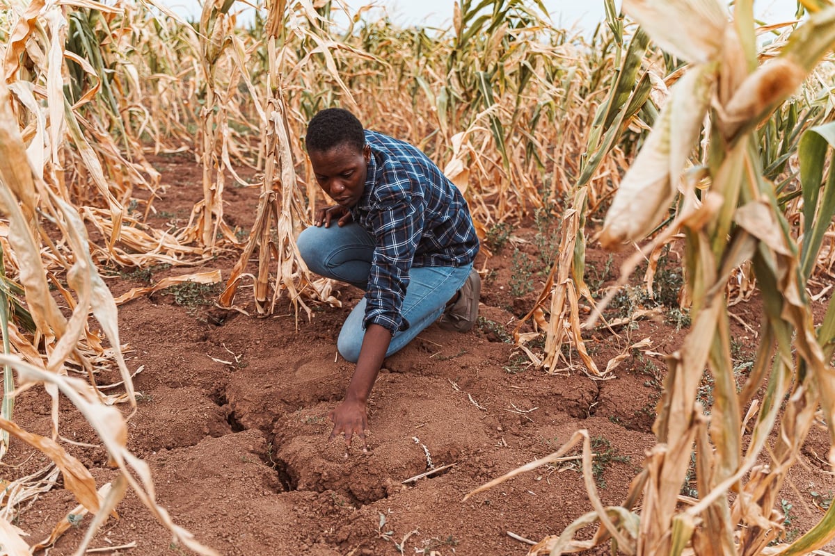 African farmer analyzing dry cracked soil in corn field during drought, concept of climate change and global warming