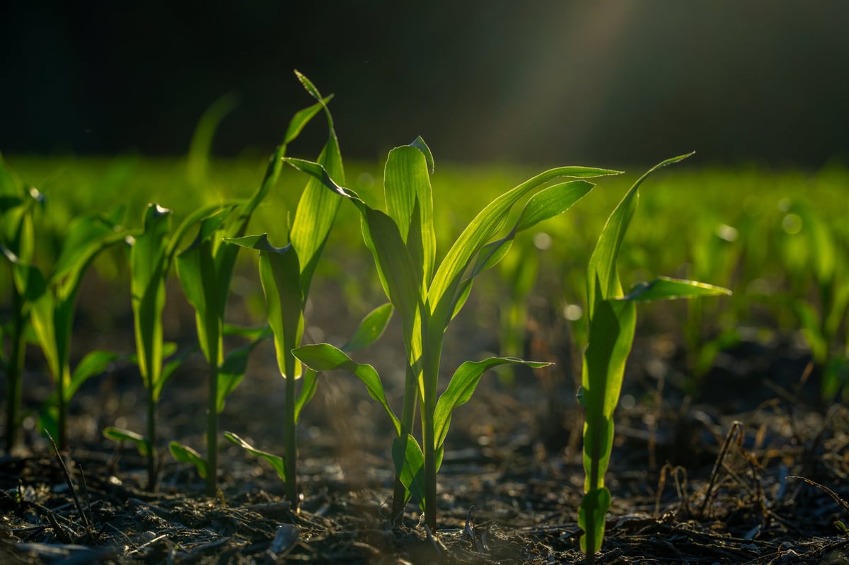 Corn growing in fertile soil. Young corn plants sprouting in field. Rural farmland with corn crops. Cultivated in spring. Seeds planted in rich ground. Agricultural growth in meadow. Farming corn