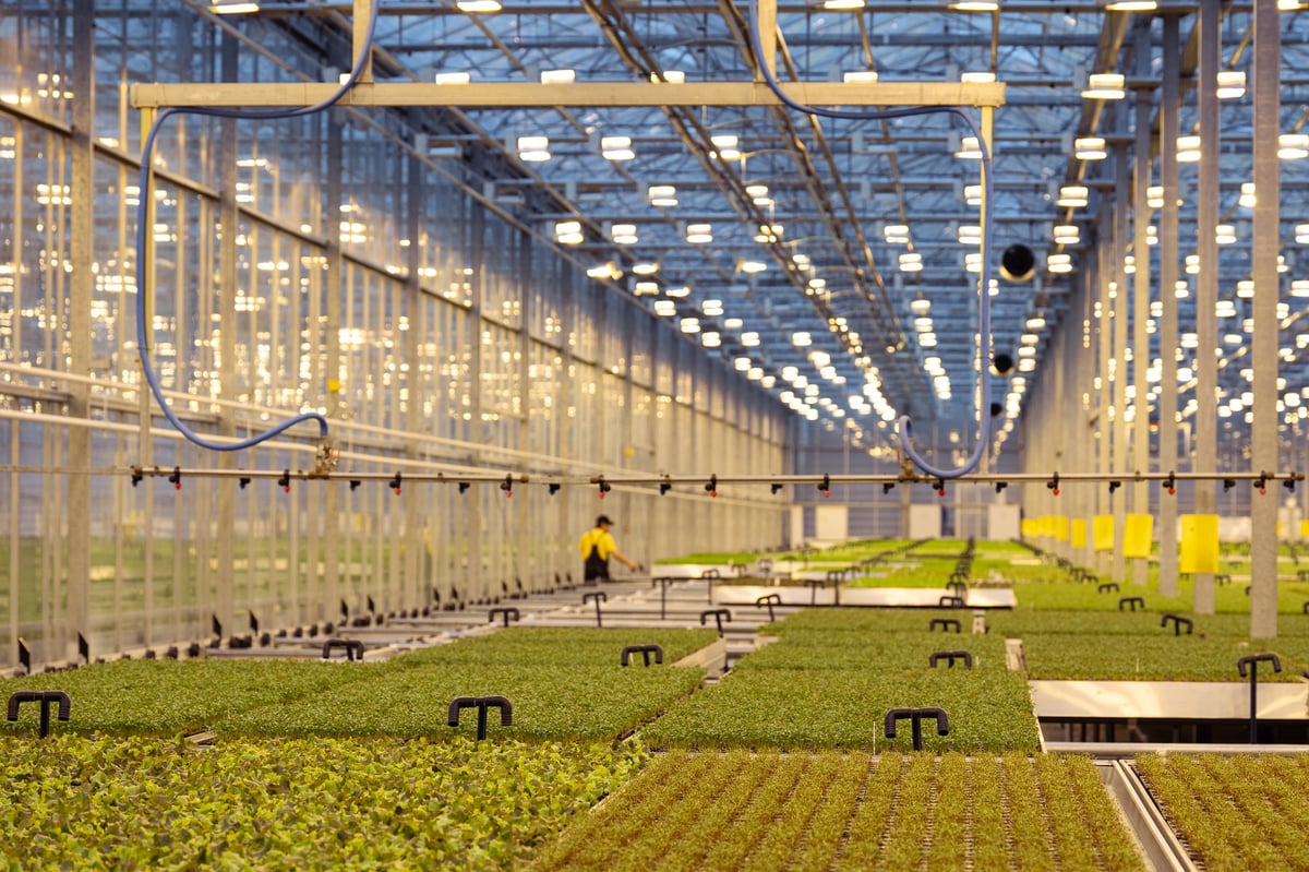 Automated greenhouse with LED lighting and hydroponic system growing young plants, using automation irrigation, climate control for efficient vegetable or greens cultivation, sustainable agriculture.