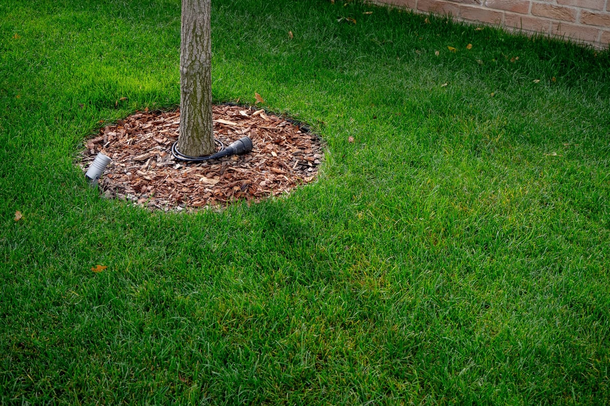Tree base with wood mulch, drip irrigation, and outdoor floodlight on green lawn. Watering, landscape lighting, garden design, site maintenance. Real photo.
