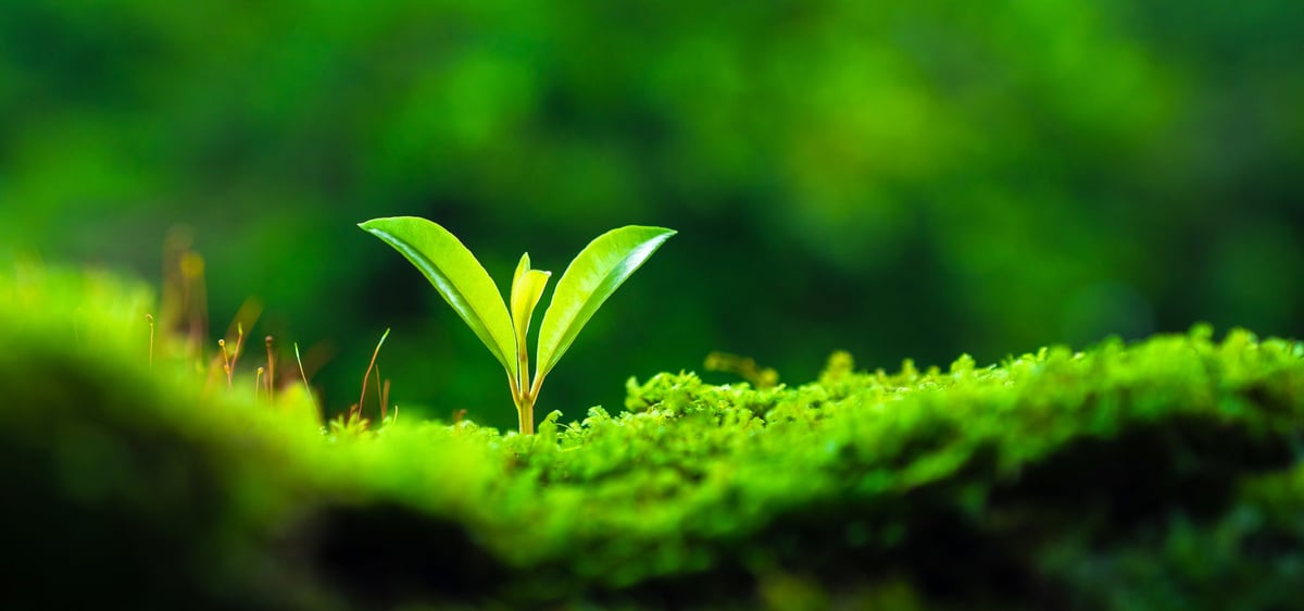 Saplings are sprouting in the forest, a symbol of hope. Blooming from the heart of the woods, amidst lush green moss, they grow quietly to become the new lungs and heart of this world.