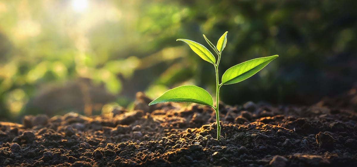 tiny plant is sprouting from the ground, surrounded by lush green leaves