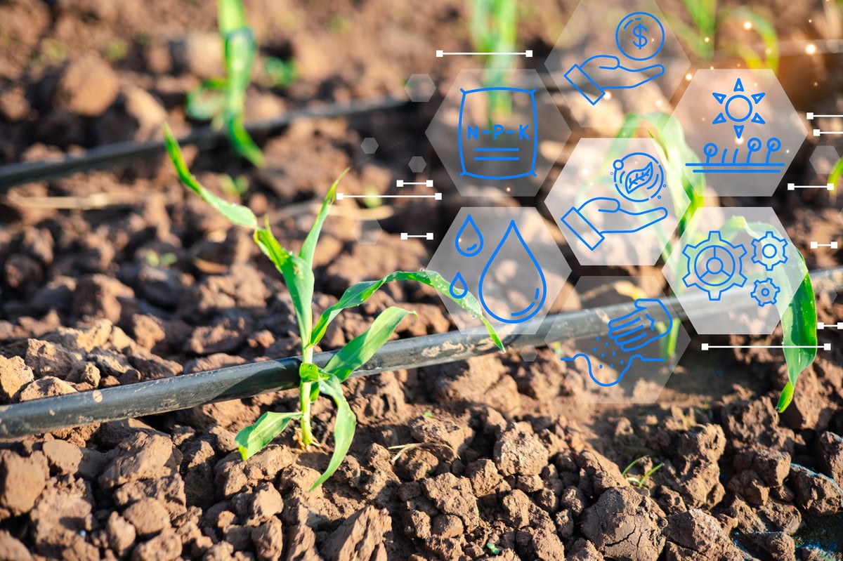 Young crop seedlings growing with drip irrigation system and digital agriculture icons,representing precision farming,smart irrigation,nutrient management,sustainable agribusiness,future agricultural.