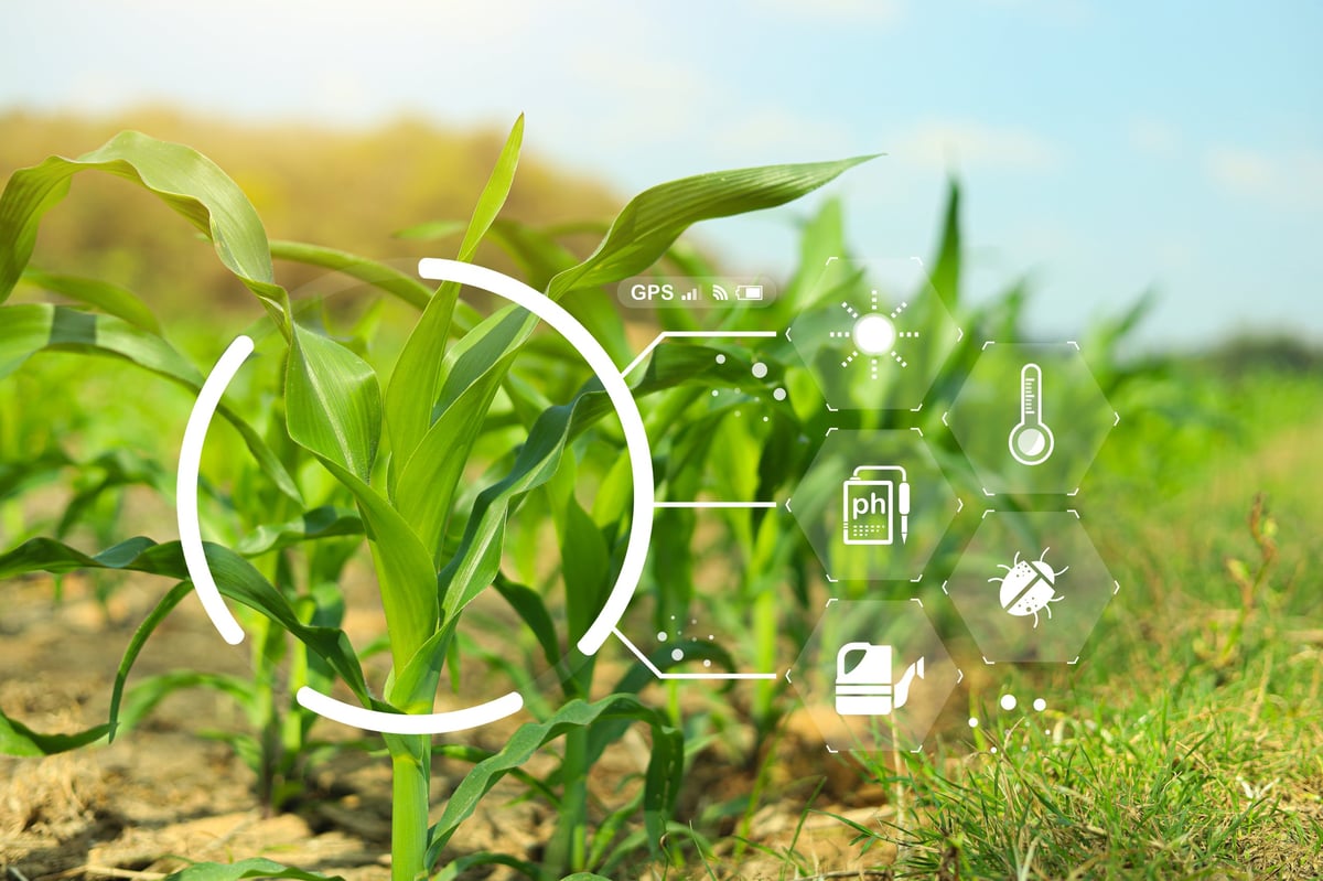 Smart agriculture technology concept with young corn plants in field digital farming interface icons, representing precision agriculture crop monitoring, soil analysis, sustainable farming innovation