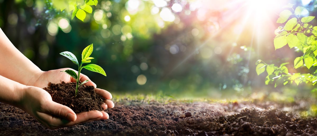 Green Sprout In Garden Background
