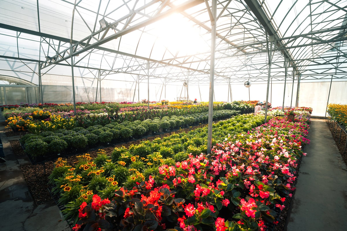 Wide angle shot of a large industrial greenhouse filled with bedding plants. Sunlight flares through the steel roof structure, creating a bright and airy atmosphere for plant growth.