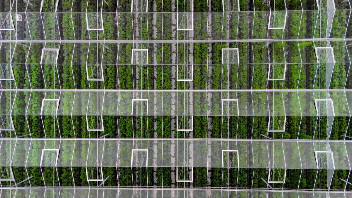 Greenhouse aerial drone view from above, large industrial greenhouses for growing vegetables, modern plantation glasshouse area background, agriculture in the Netherlands