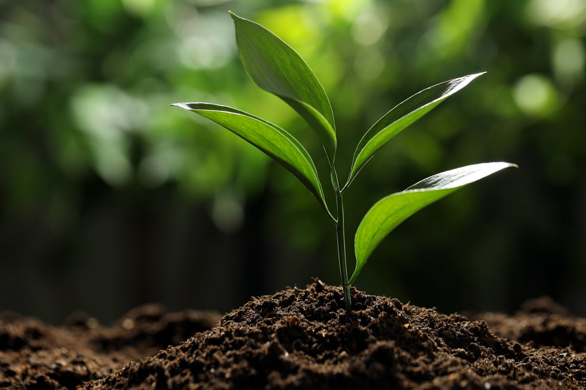 Young plant with green leaves growing from soil outdoors, closeup