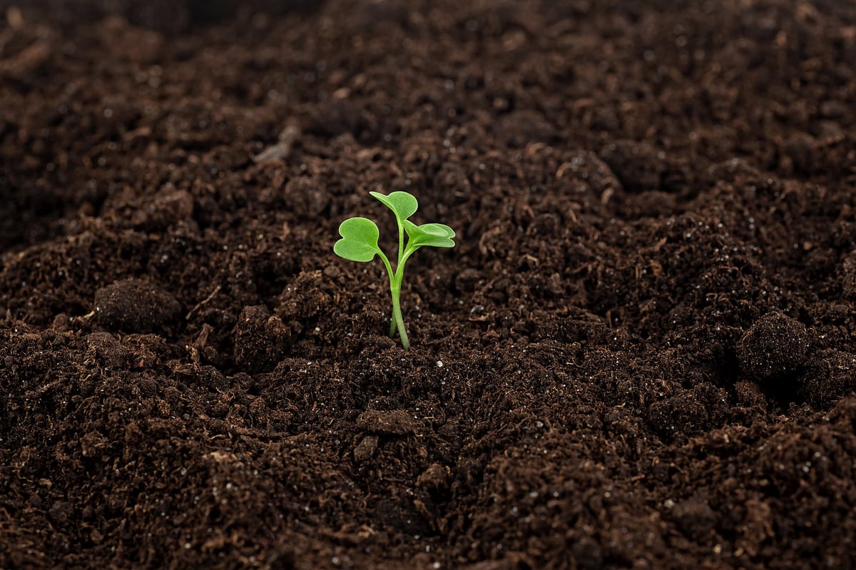 Green young plants springing up out of the fertile soil. Gardening concept.