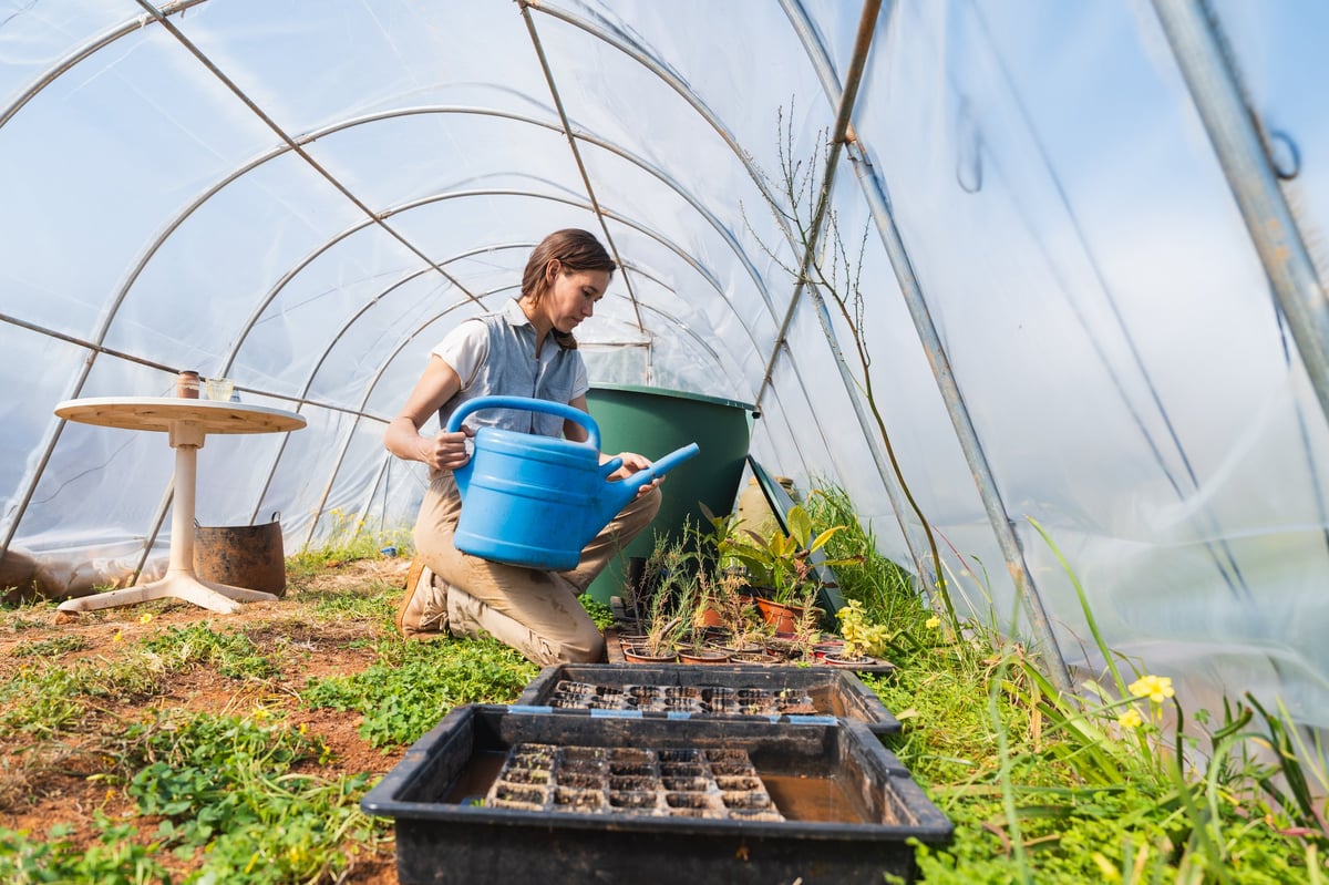 Woman kneeling inside a hoop house, watering young plant seedlings with a blue watering can