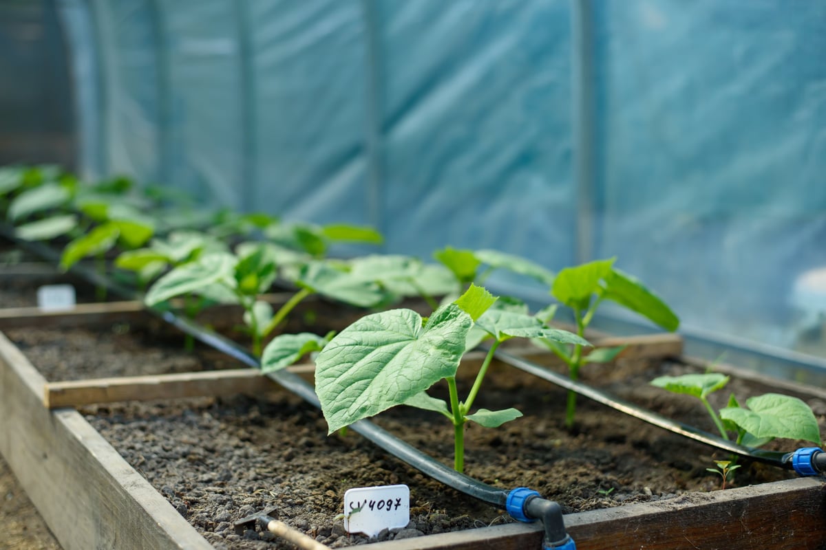 Top view of a smart vegetable garden bed with automated watering pipes. Agriculture background of growing organic food locally