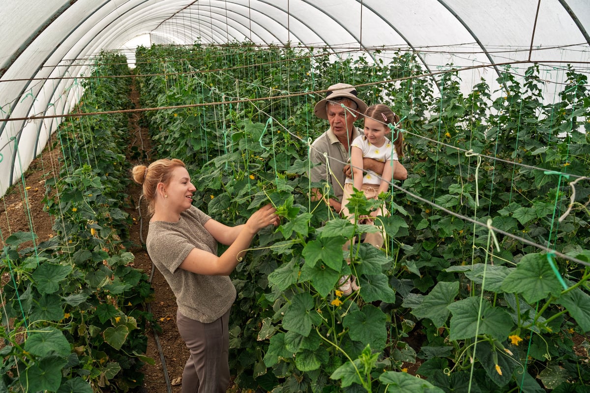 Family small business all generations working inside green house growing cucumbers