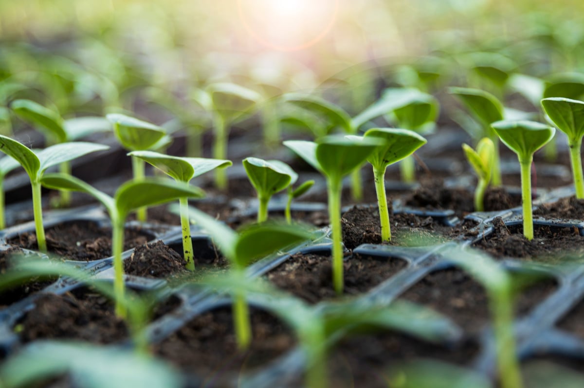 Young Watermelon Seedlings Growing In Nursery Trays Ready For Cultivation